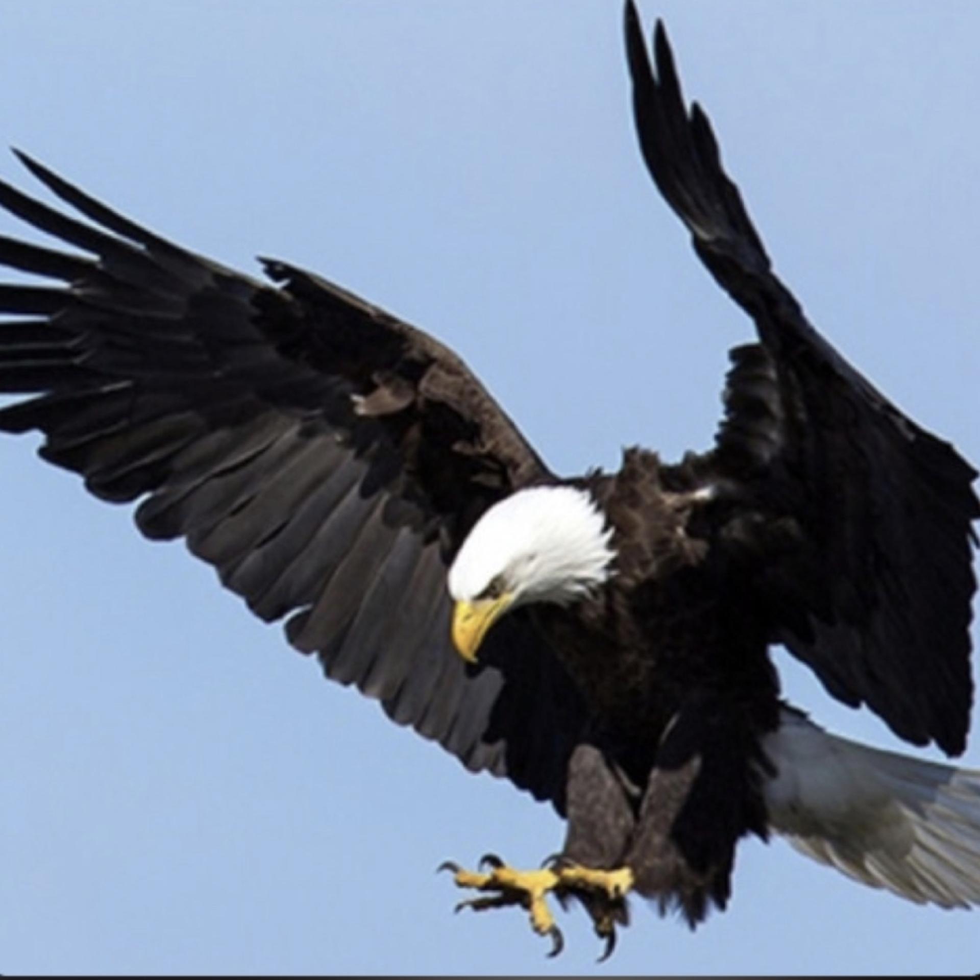 eagle破解版下载