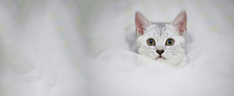 猫咪apk下载地址