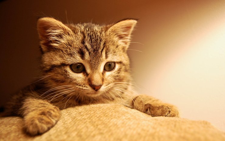 猫咪apk下载地址