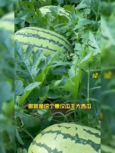 西瓜视频下载安装-(西瓜视频tv版怎么安装)