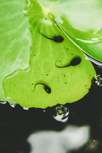 蝌蚪视频下载_(草莓丝瓜芭乐鸭脖奶茶的价格)