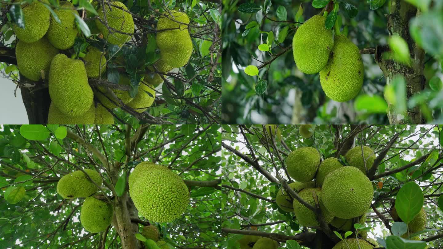 菠萝视频下载