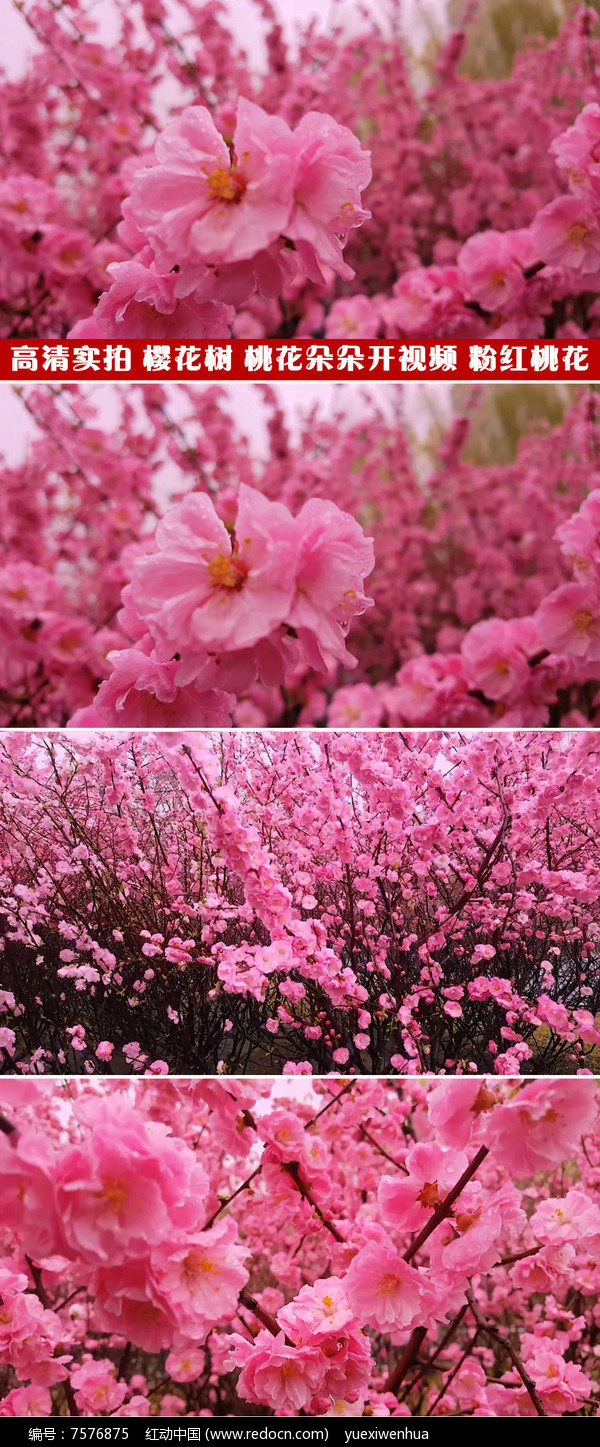 樱花视频下载