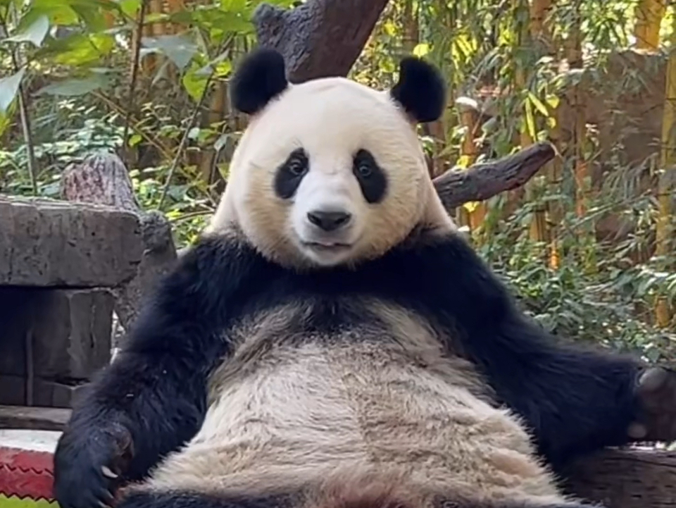 熊猫视频下载-(熊猫视频下载助手)