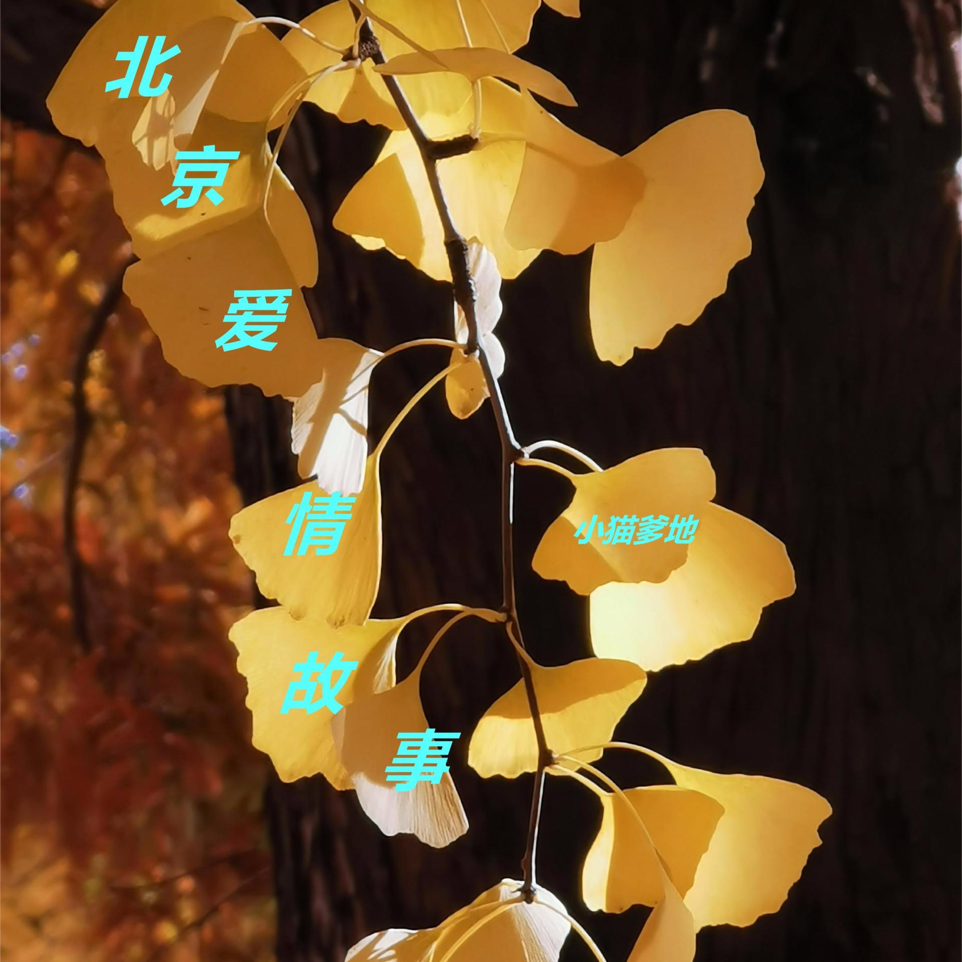 北京爱情故事下载地址
