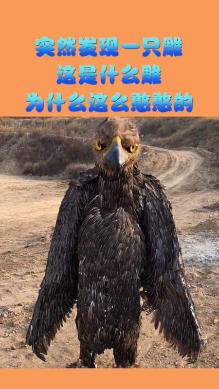 复古搞怪曝光视频下载(复古搞怪曝光视频下载软件)